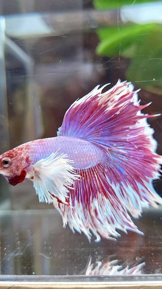 HALFMOON DUMBO EAR PURPLE BUTTERFLY BETTA FISH