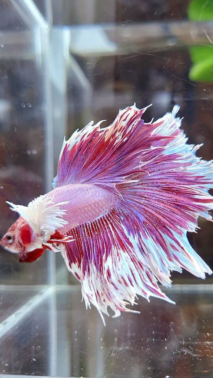 HALFMOON DUMBO EAR PURPLE BUTTERFLY BETTA FISH