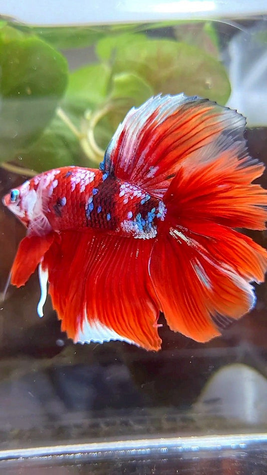 HALFMOON DOUBLE TAIL BIG EAR BARONGSAI RED WHITE GALAXY MULTICOLOR BETTA FISH