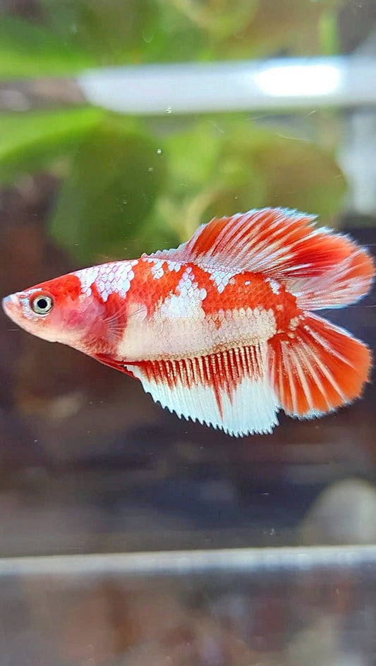 FEMALE HALFMOON DOUBLE TAIL BARONGSAI SNOW RED GALAXY MULTICOLOR BETTA FISH
