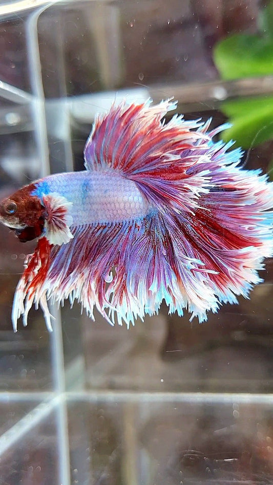 HALFMOON CROWNTAIL FEATHER TAIL PURPLE BUTTERFLY BETTA FISH