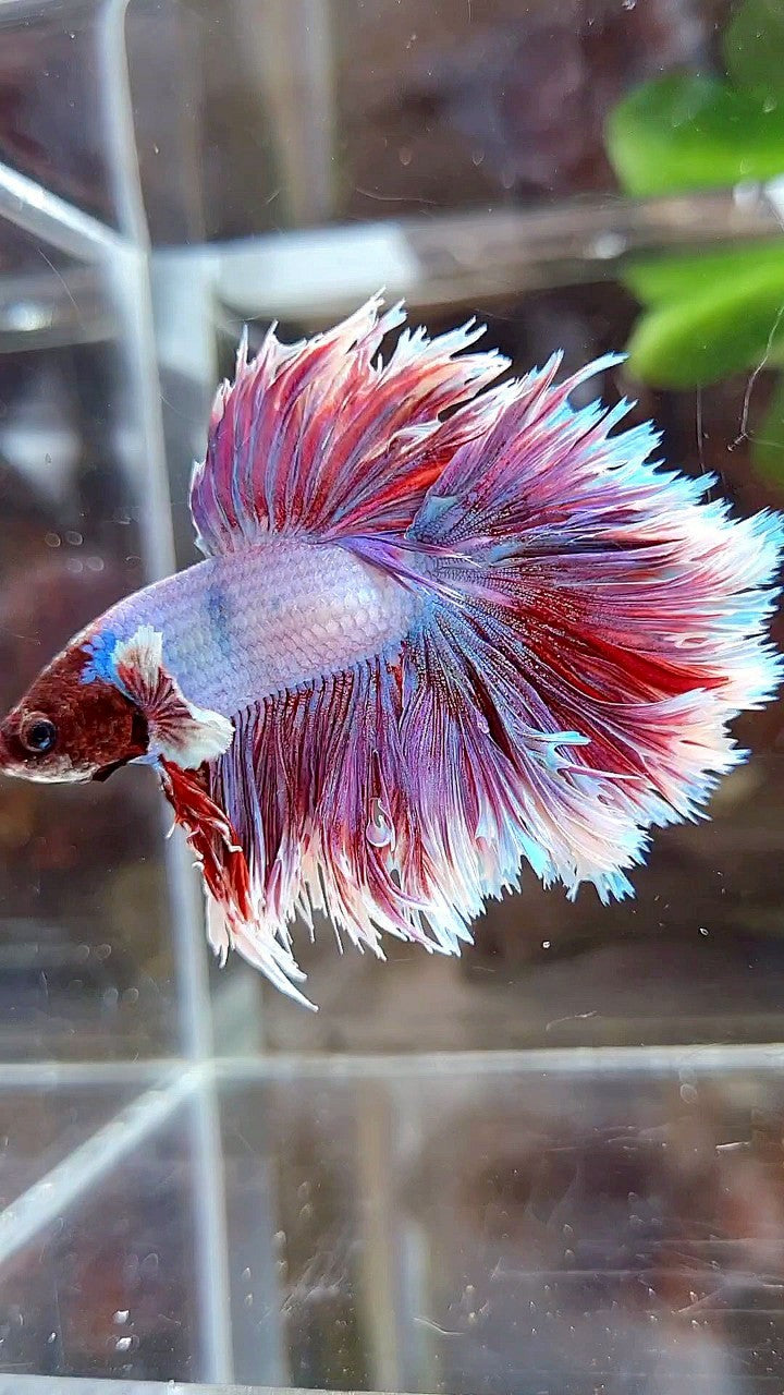 HALFMOON CROWNTAIL FEATHER TAIL PURPLE BUTTERFLY BETTA FISH