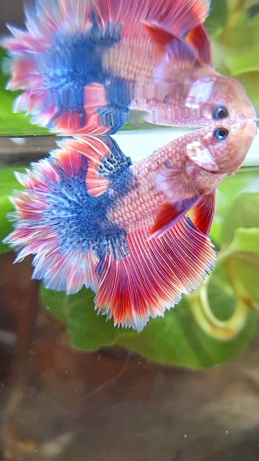 HALFMOON FEATHER TAIL PINK PURPLE FANCY BETTA FISH