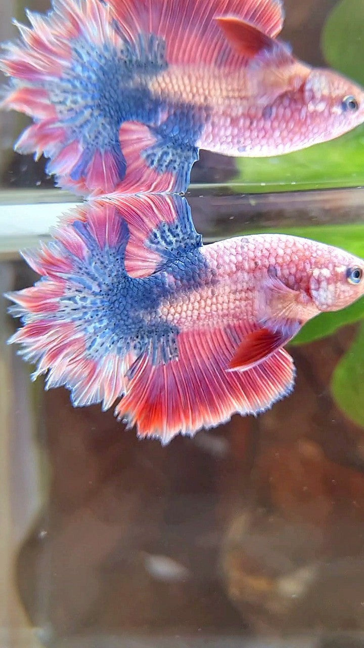 HALFMOON FEATHER TAIL PINK PURPLE FANCY BETTA FISH