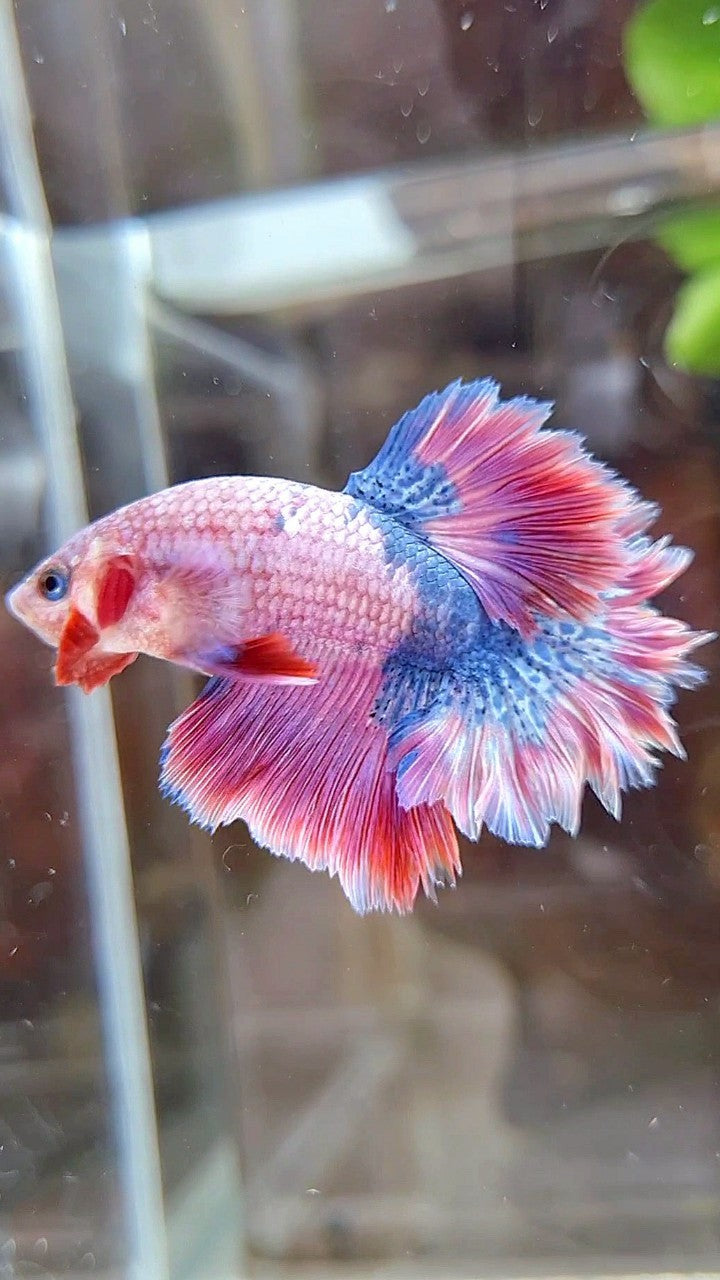 HALFMOON FEATHER TAIL PINK PURPLE FANCY BETTA FISH