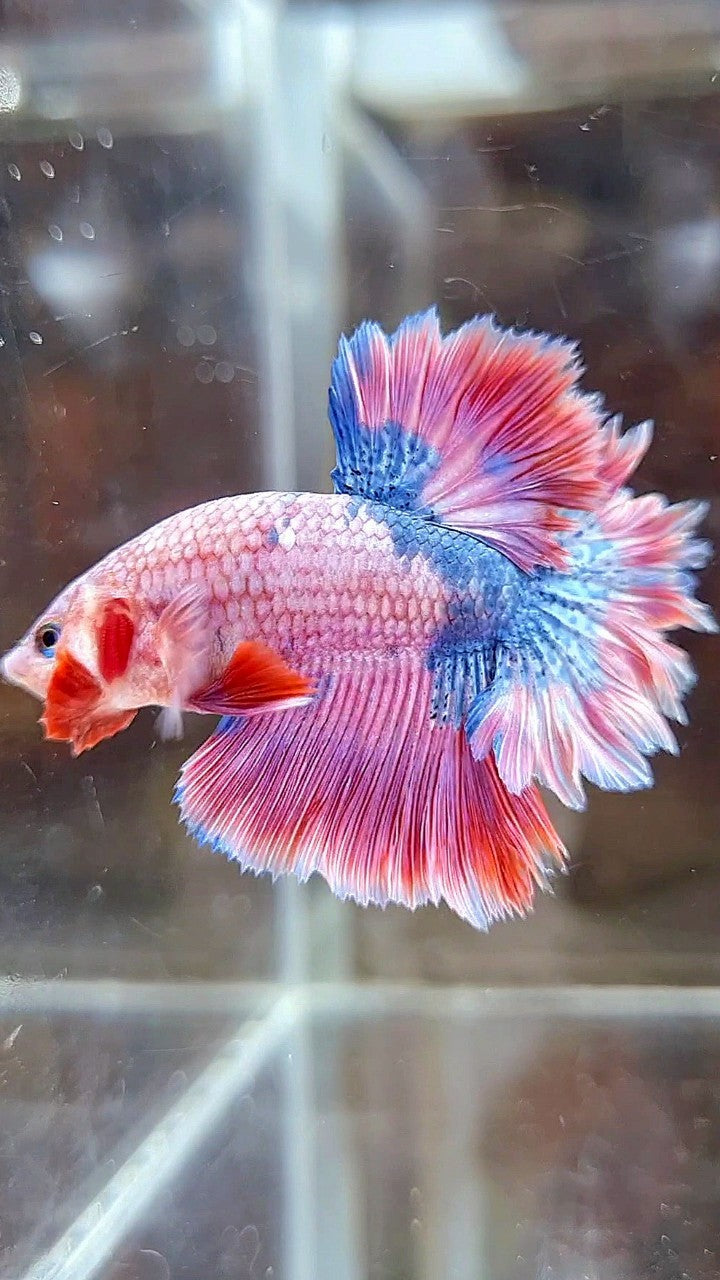 HALFMOON FEATHER TAIL PINK PURPLE FANCY BETTA FISH