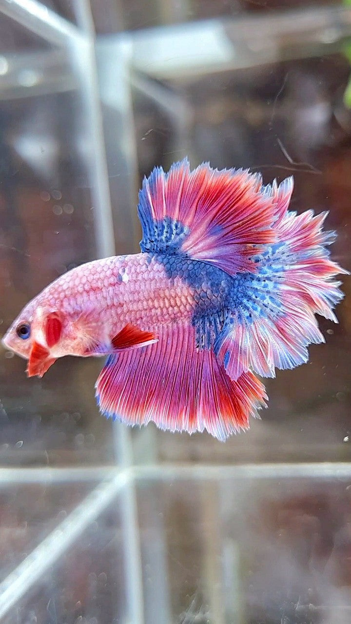 HALFMOON FEATHER TAIL PINK PURPLE FANCY BETTA FISH
