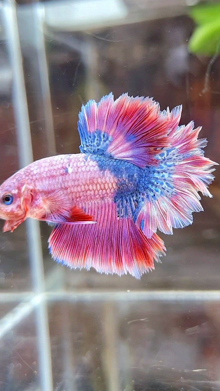 HALFMOON FEATHER TAIL PINK PURPLE FANCY BETTA FISH