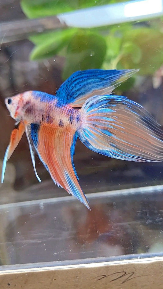 VEILTAIL ORANGE KOI MULTICOLOR BETTA FISH