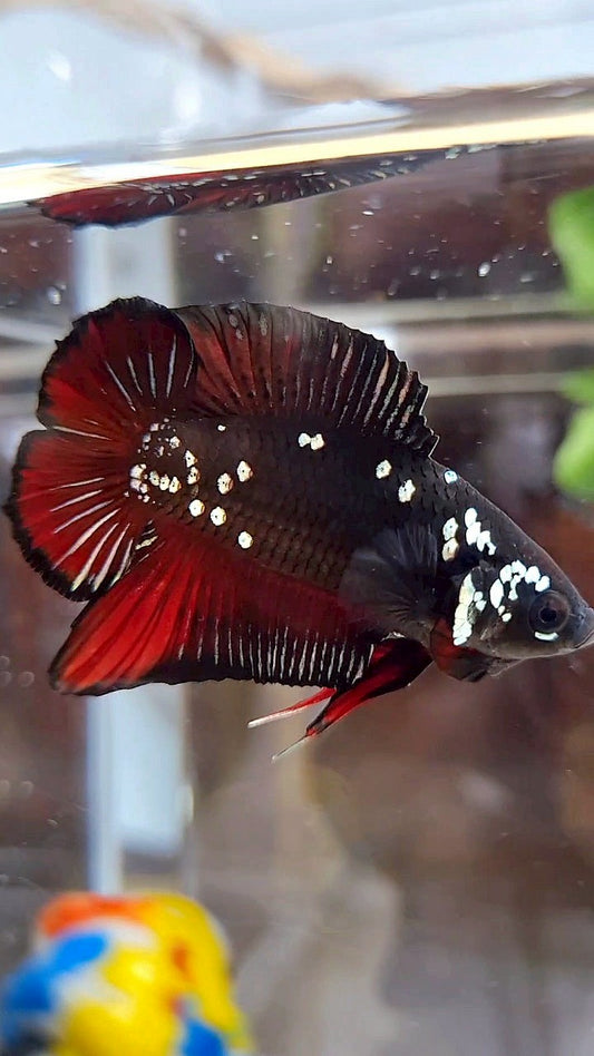 PLAKAT DOUBLE TAIL BLACK COPPER GALAXY VAMPIRE BETTA FISH