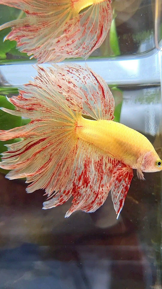 HALFMOON ROSETAIL SUPER VANDA YELLOW BETTA FISH