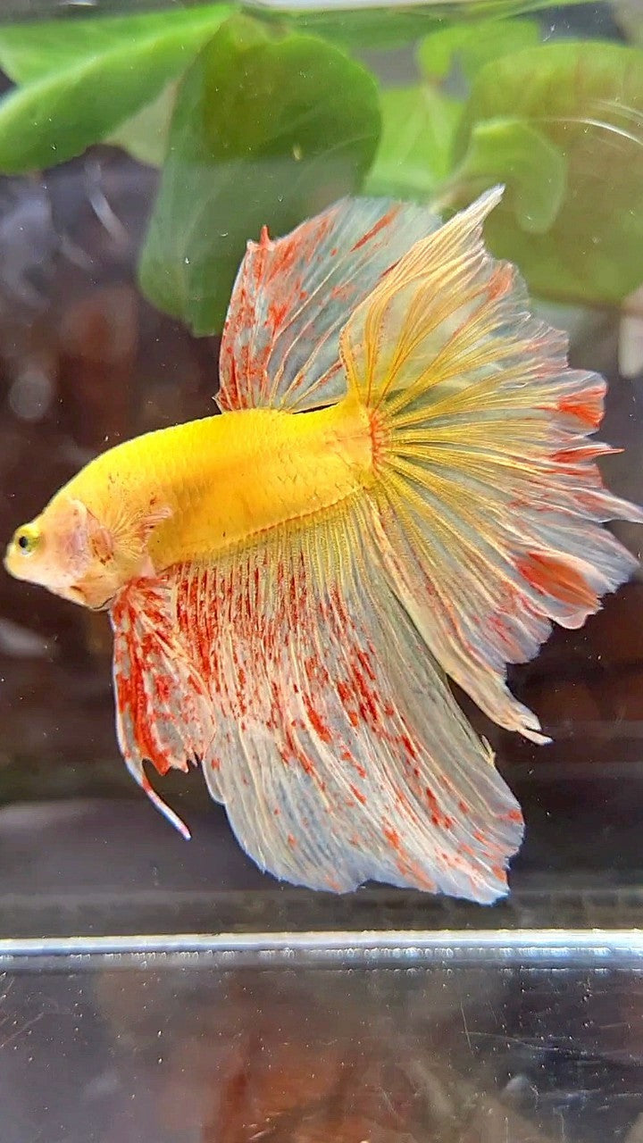 HALFMOON ROSETAIL SUPER VANDA YELLOW BETTA FISH