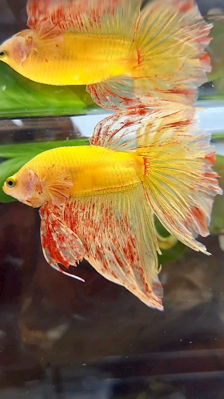 HALFMOON ROSETAIL SUPER VANDA YELLOW BETTA FISH