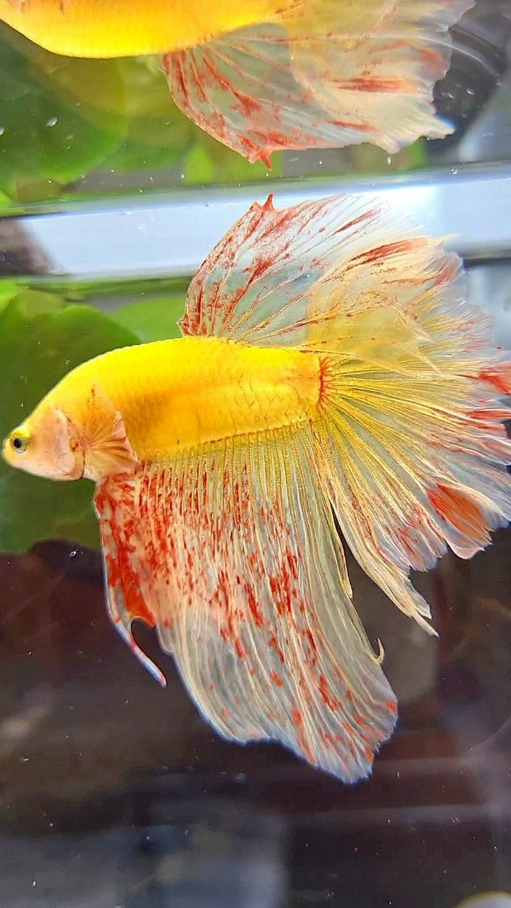 HALFMOON ROSETAIL SUPER VANDA YELLOW BETTA FISH