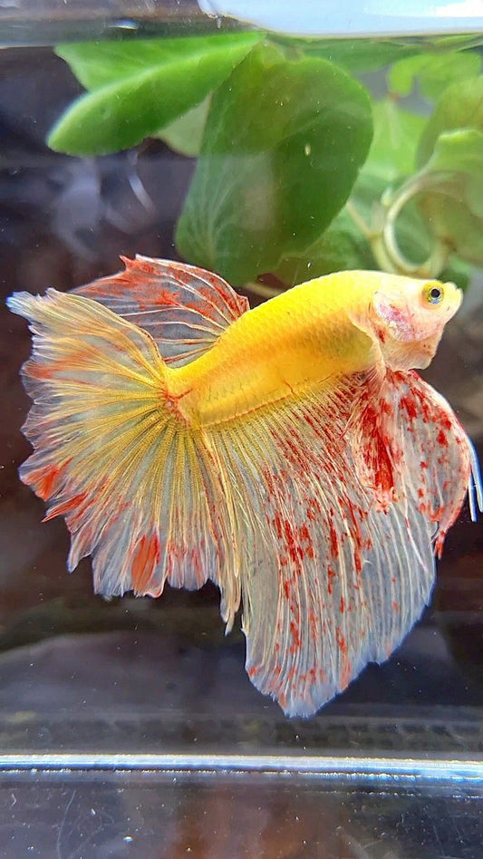 HALFMOON ROSETAIL SUPER VANDA YELLOW BETTA FISH