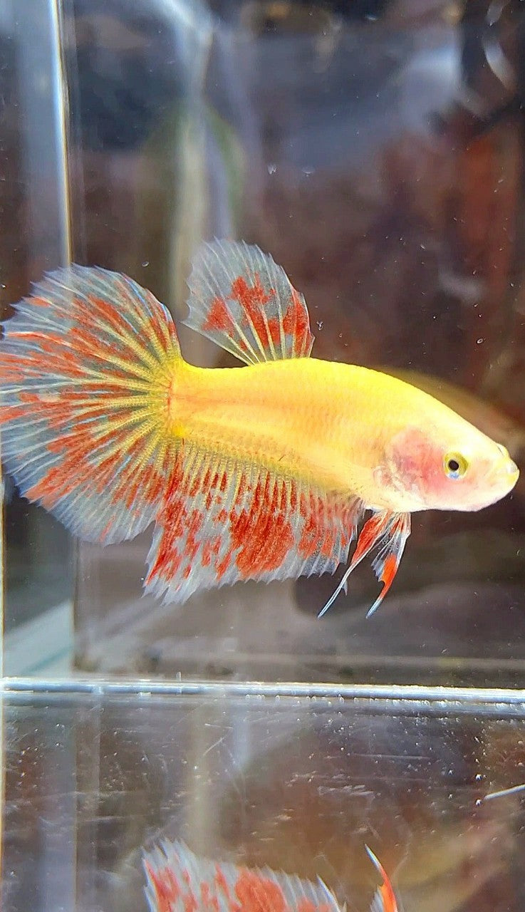 FEMALE HALFMOON SUPER VANDA YELLOW BETTA FISH