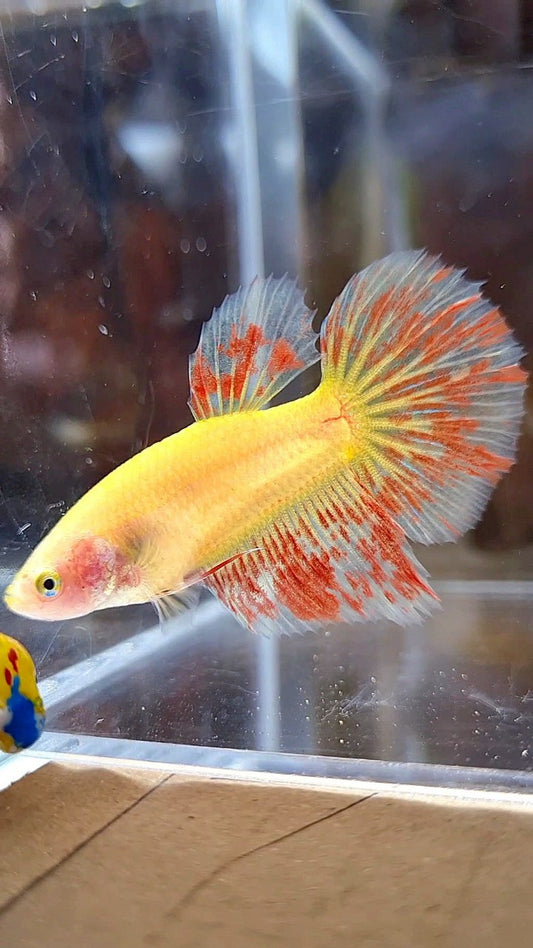 FEMALE HALFMOON SUPER VANDA YELLOW BETTA FISH