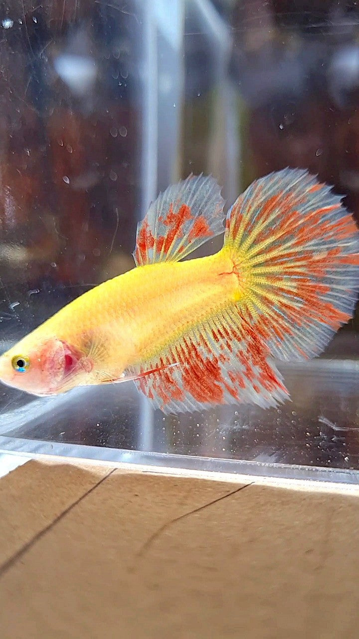 FEMALE HALFMOON SUPER VANDA YELLOW BETTA FISH