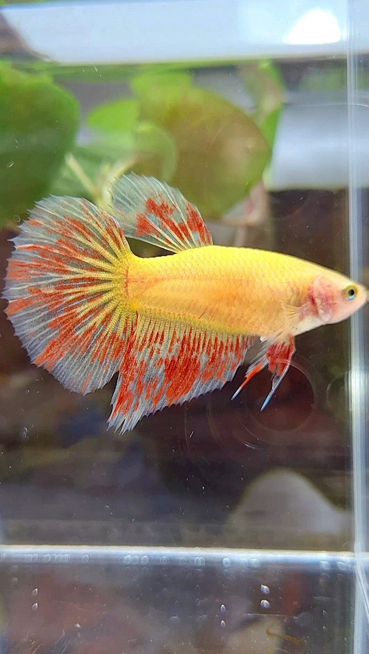 FEMALE HALFMOON SUPER VANDA YELLOW BETTA FISH