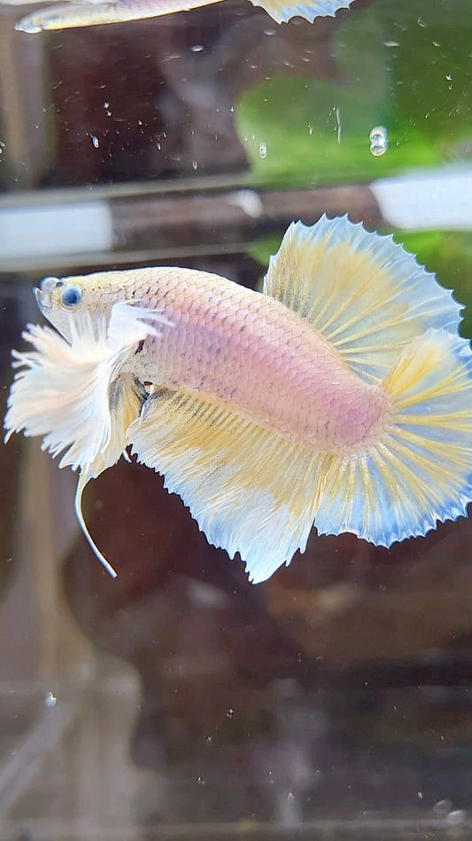 PLAKAT SUPER DUMBO EAR WHITE YELLOW BETTA FISH
