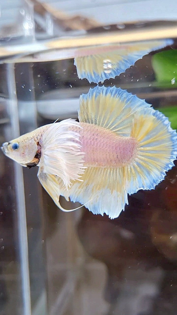 PLAKAT SUPER DUMBO EAR WHITE YELLOW BETTA FISH