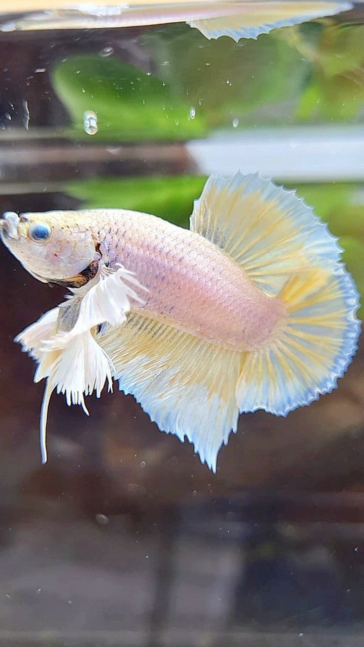PLAKAT SUPER DUMBO EAR WHITE YELLOW BETTA FISH