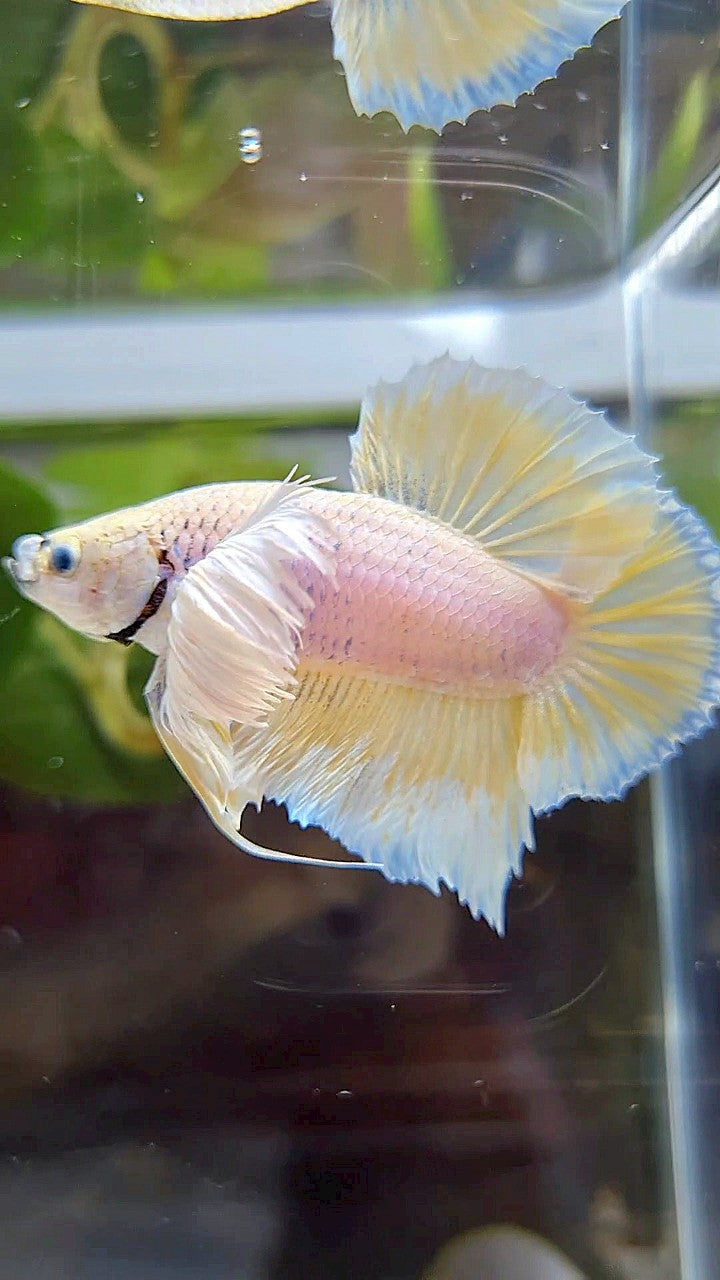 PLAKAT SUPER DUMBO EAR WHITE YELLOW BETTA FISH