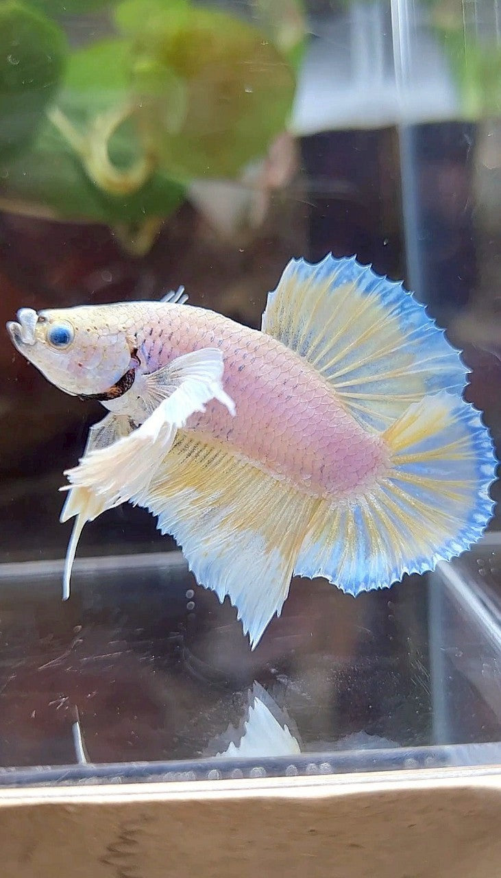 PLAKAT SUPER DUMBO EAR WHITE YELLOW BETTA FISH