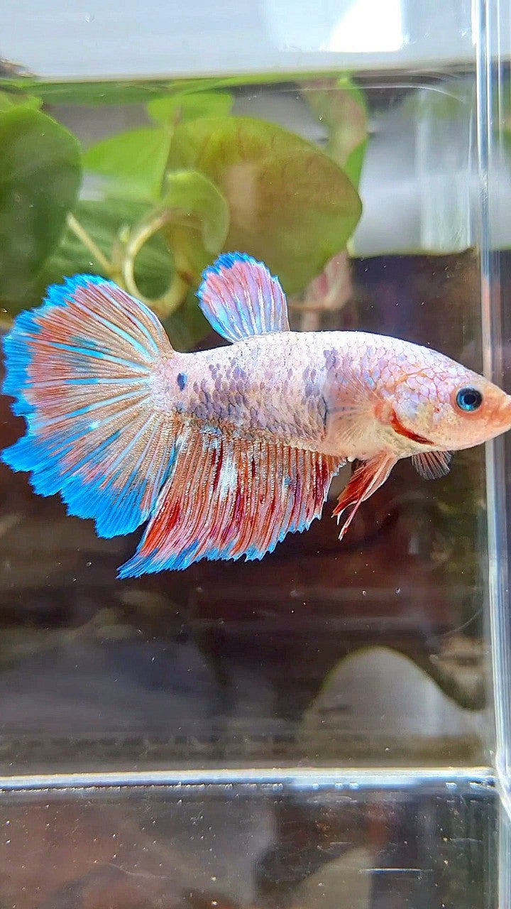 FEMALE HALFMOON FANCY BLUE ORANGE ARMAGEDDON BETTA FISH