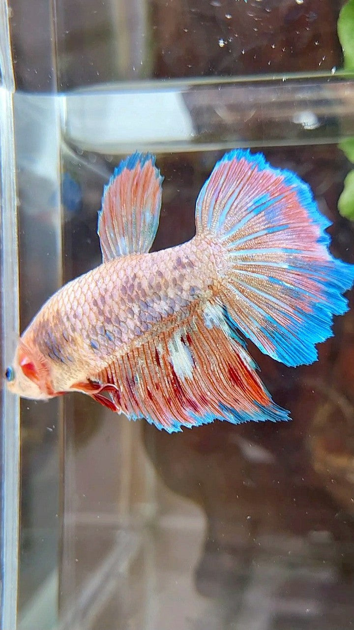 FEMALE HALFMOON FANCY BLUE ORANGE ARMAGEDDON BETTA FISH