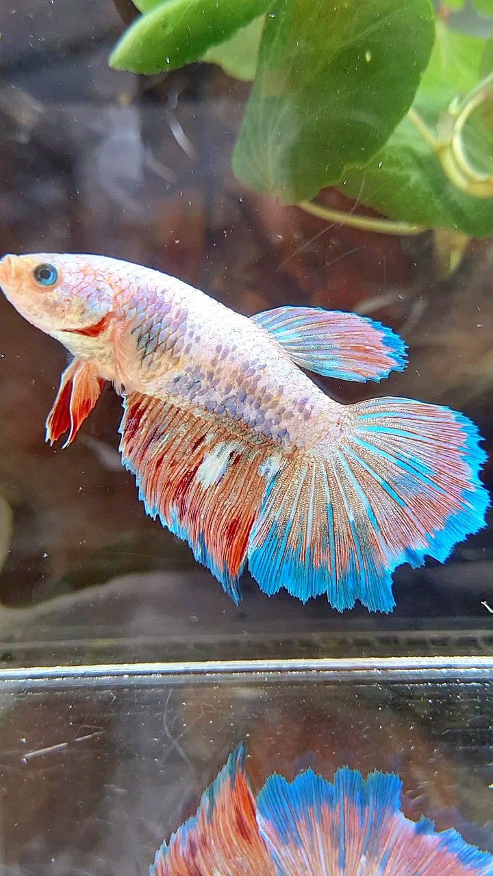 FEMALE HALFMOON FANCY BLUE ORANGE ARMAGEDDON BETTA FISH