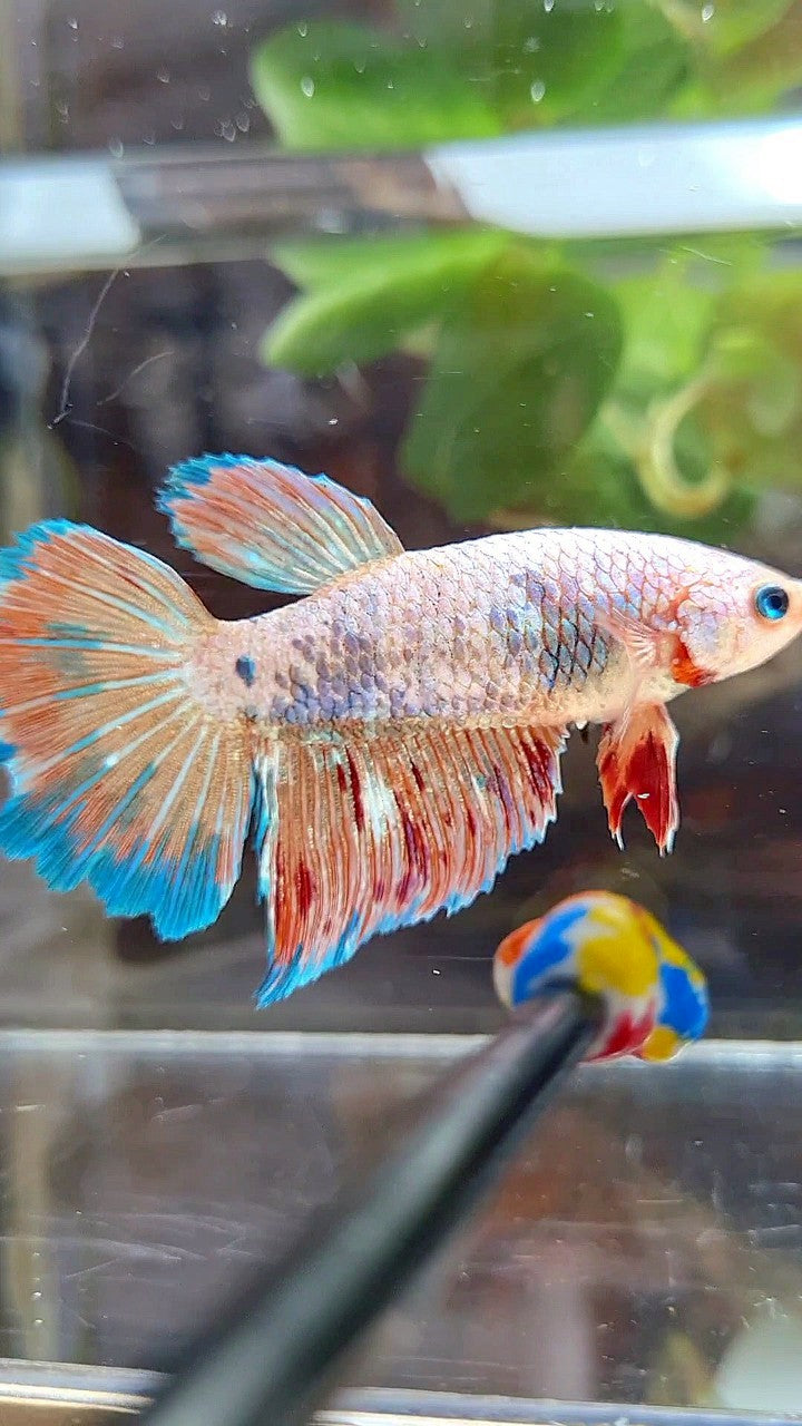 FEMALE HALFMOON FANCY BLUE ORANGE ARMAGEDDON BETTA FISH