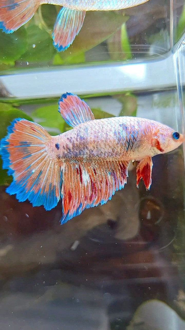 FEMALE HALFMOON FANCY BLUE ORANGE ARMAGEDDON BETTA FISH