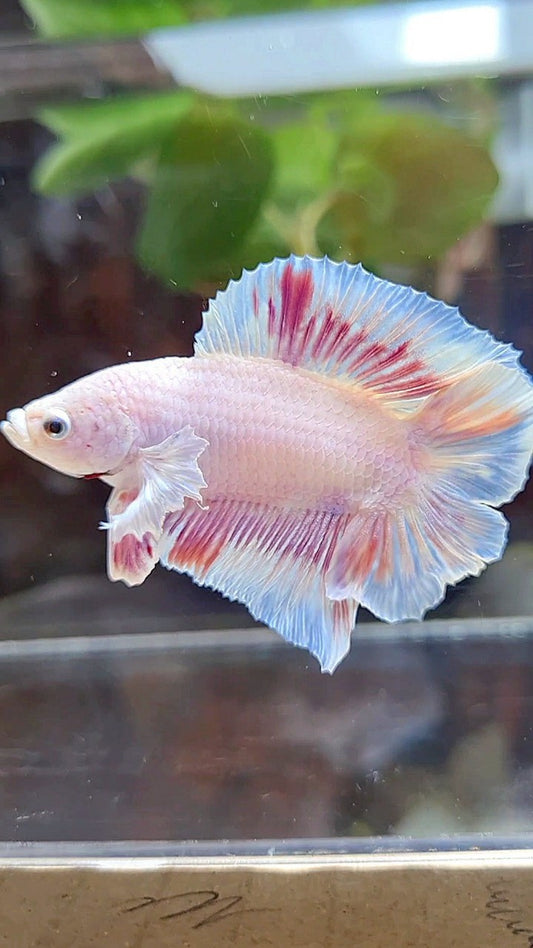 PLAKAT DOUBLE TAIL DUMBO EAR WHITE PINKWASH BETTA FISH