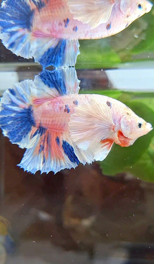 PLAKAT DUMBO EAR WHITE ORANGE CANDY MULTICOLOR BETTA FISH