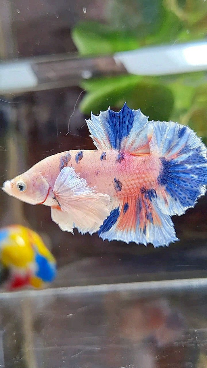 PLAKAT DUMBO EAR WHITE ORANGE CANDY MULTICOLOR BETTA FISH