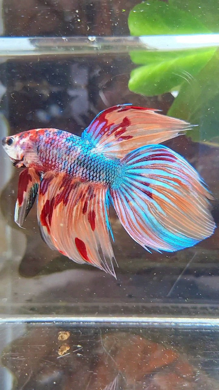 VEILTAIL DELTA METTALIC FIRE MUTLICOLOR BETTA FISH