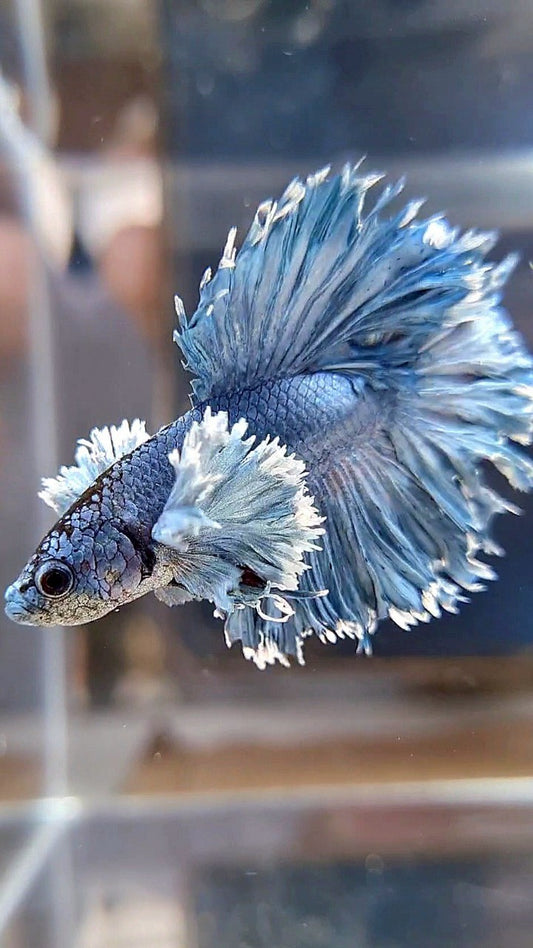 KING ROSETAIL HALFMOON SUPER DUMBO EAR BLUE GRAY BETTA FISH
