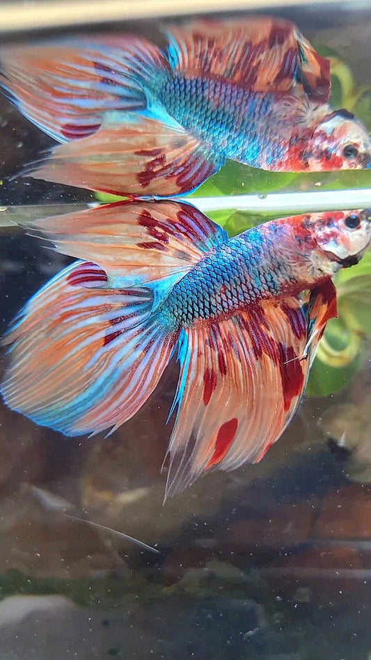 VEILTAIL DELTA METTALIC FIRE MUTLICOLOR BETTA FISH