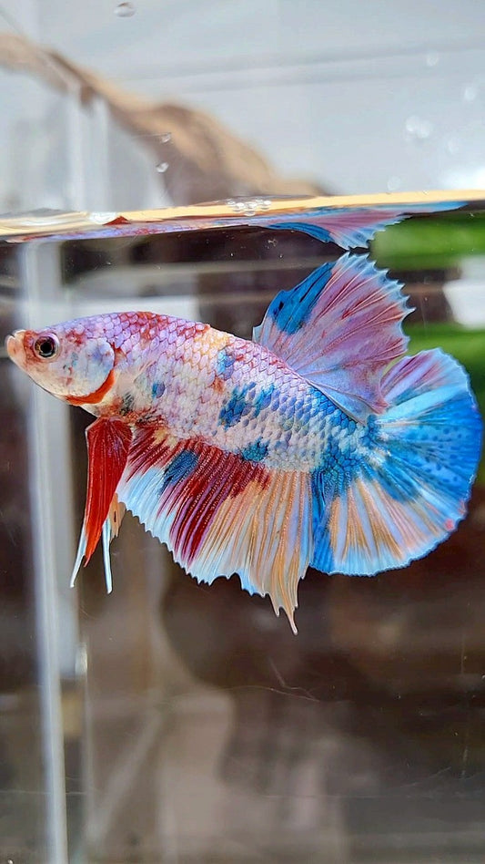 PLAKAT FANCY RAINBOW MULTICOLOR BETTA FISH