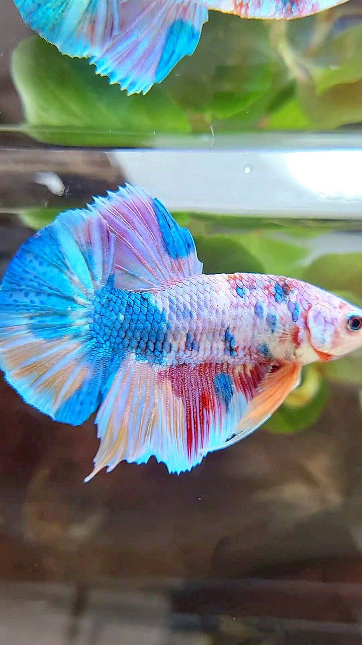PLAKAT FANCY RAINBOW MULTICOLOR BETTA FISH
