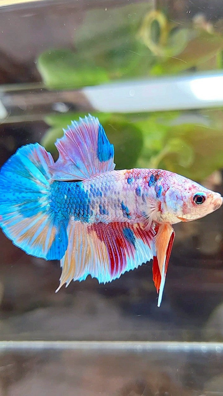 PLAKAT FANCY RAINBOW MULTICOLOR BETTA FISH