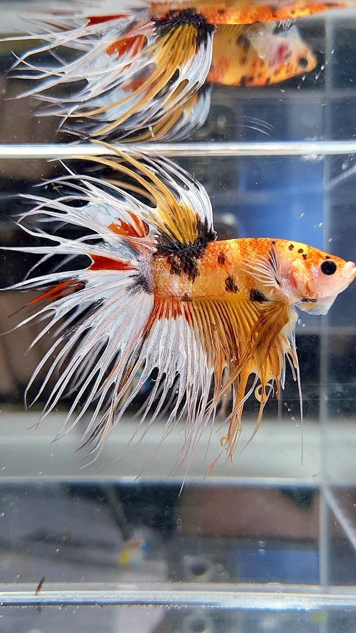 CROWNTAIL YELLOW KOI FANCY WHITE MULTICOLOR BETTA FISH