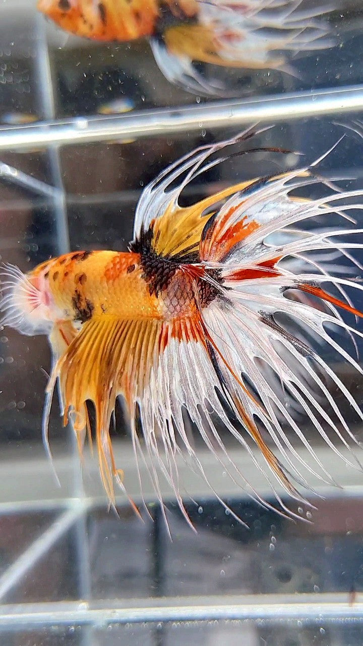 CROWNTAIL YELLOW KOI FANCY WHITE MULTICOLOR BETTA FISH