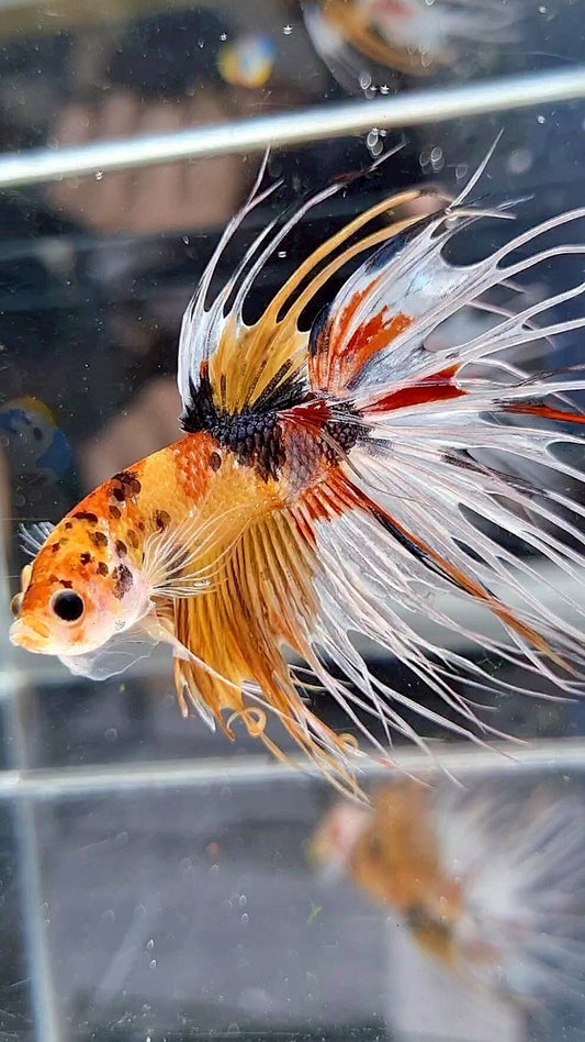 CROWNTAIL YELLOW KOI FANCY WHITE MULTICOLOR BETTA FISH