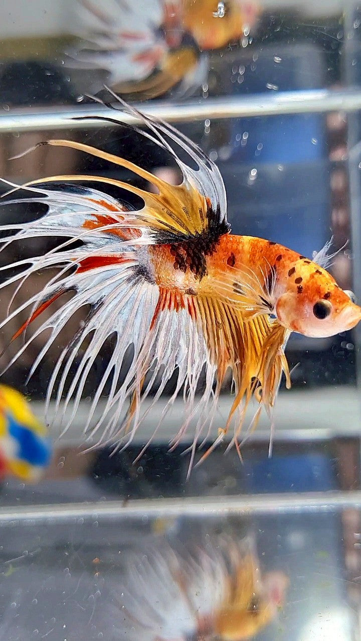 CROWNTAIL YELLOW KOI FANCY WHITE MULTICOLOR BETTA FISH