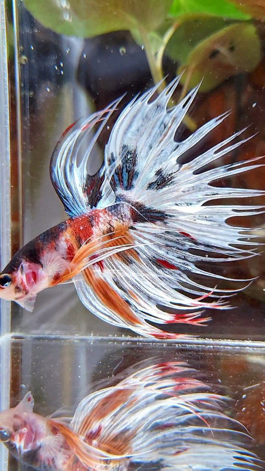 CROWNTAIL FANCY WHITE MULTICOLOR BETTA FISH