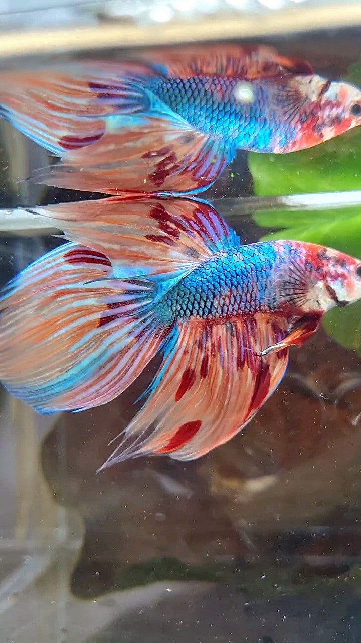 VEILTAIL DELTA METTALIC FIRE MUTLICOLOR BETTA FISH