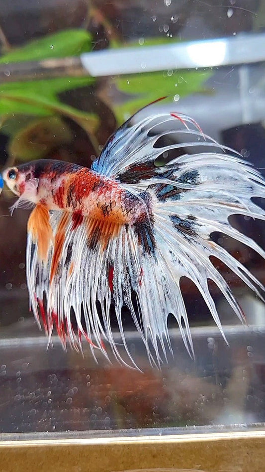 CROWNTAIL FANCY WHITE MULTICOLOR BETTA FISH