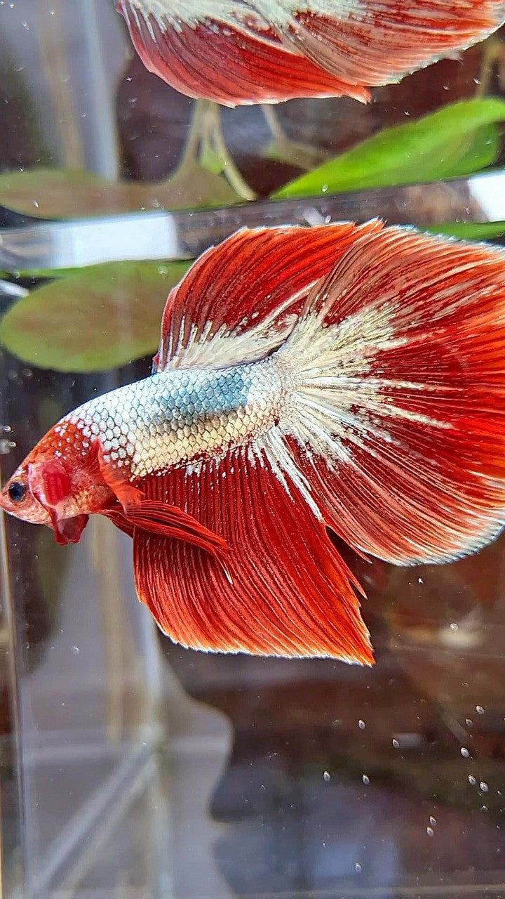 HALFMOON RED FCCP COPPER BETTA FISH